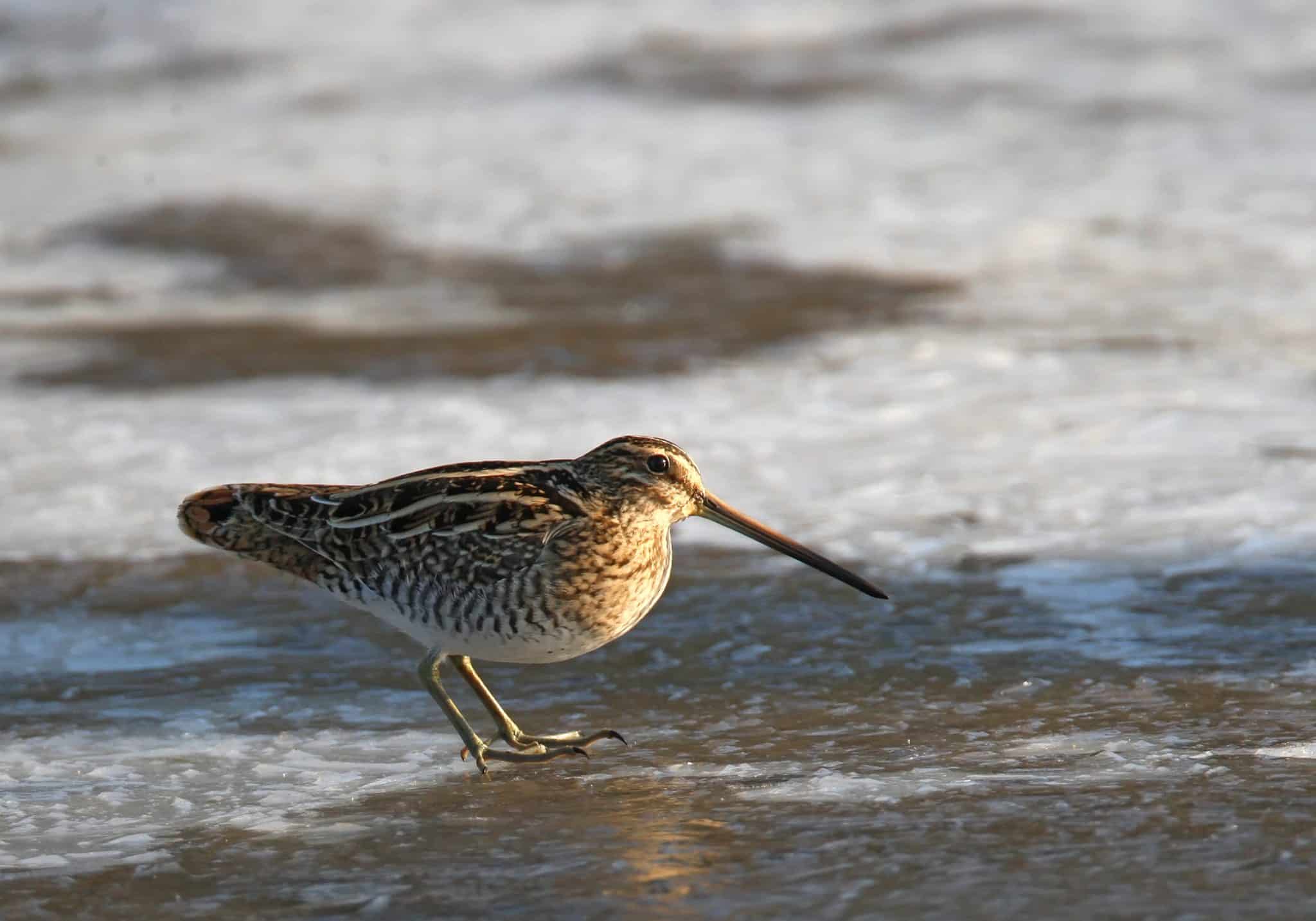 Becassine-des-marais-2048x1434