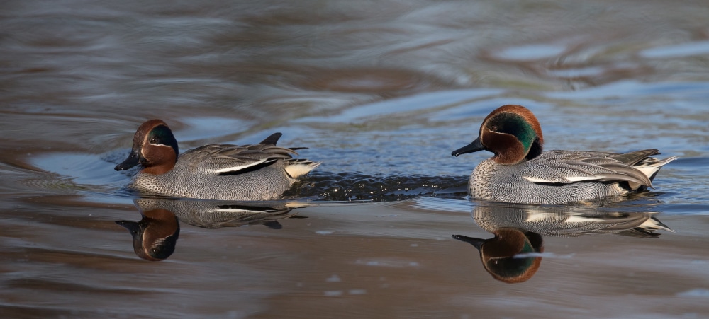 Oiseaux_anatides_dgest_fnc20240024