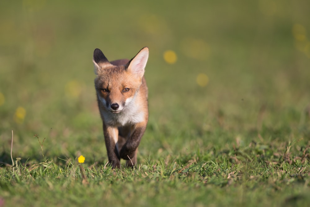 Renard