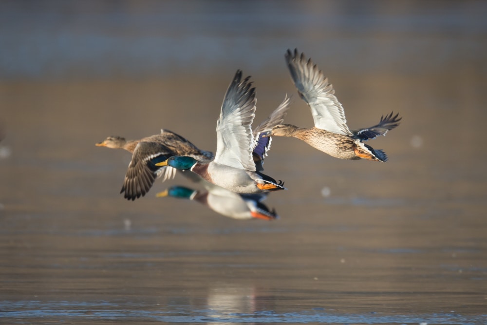 anatides_dgest_fnc_2021-17