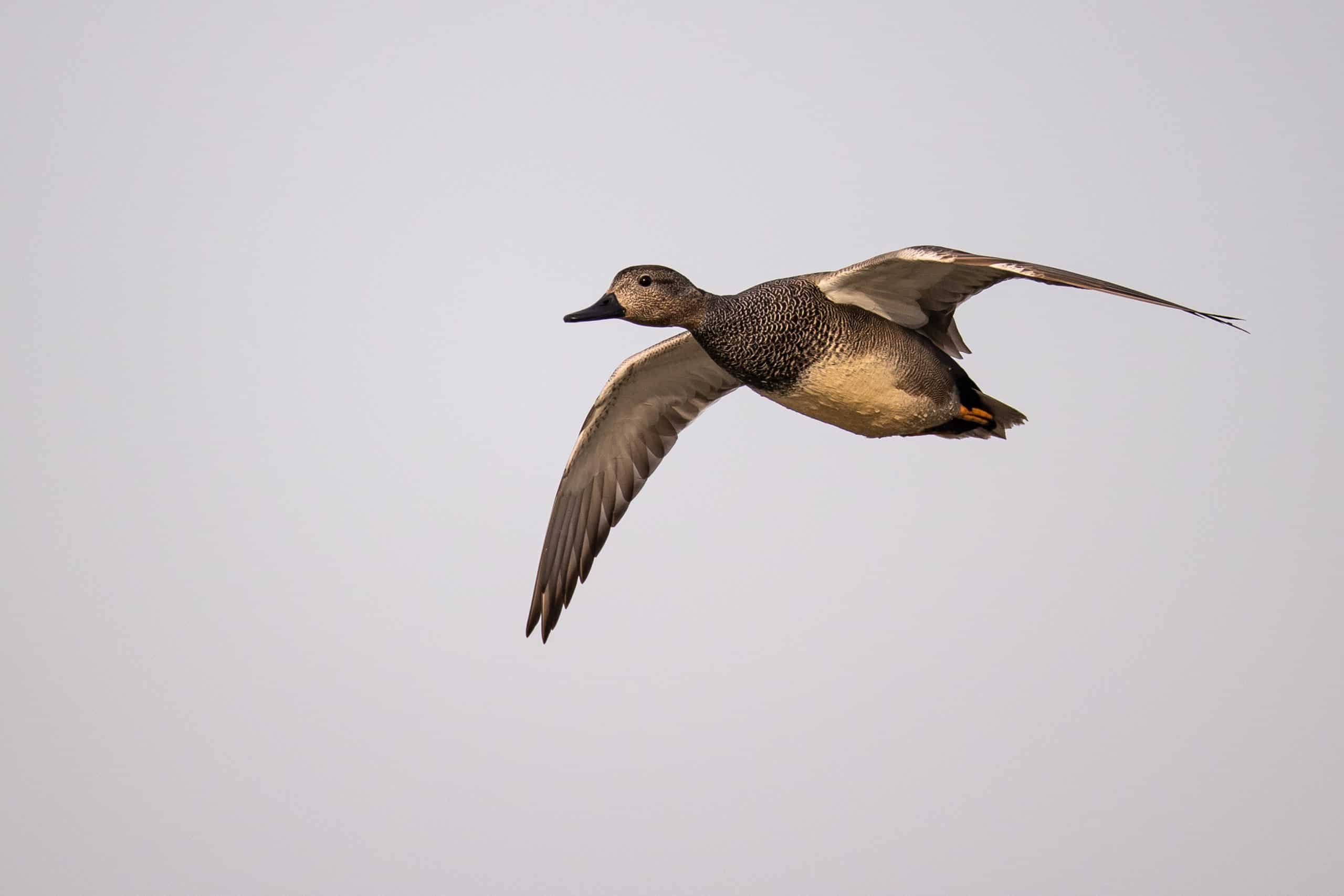 anatides_dgest_fnc_20220002-scaled