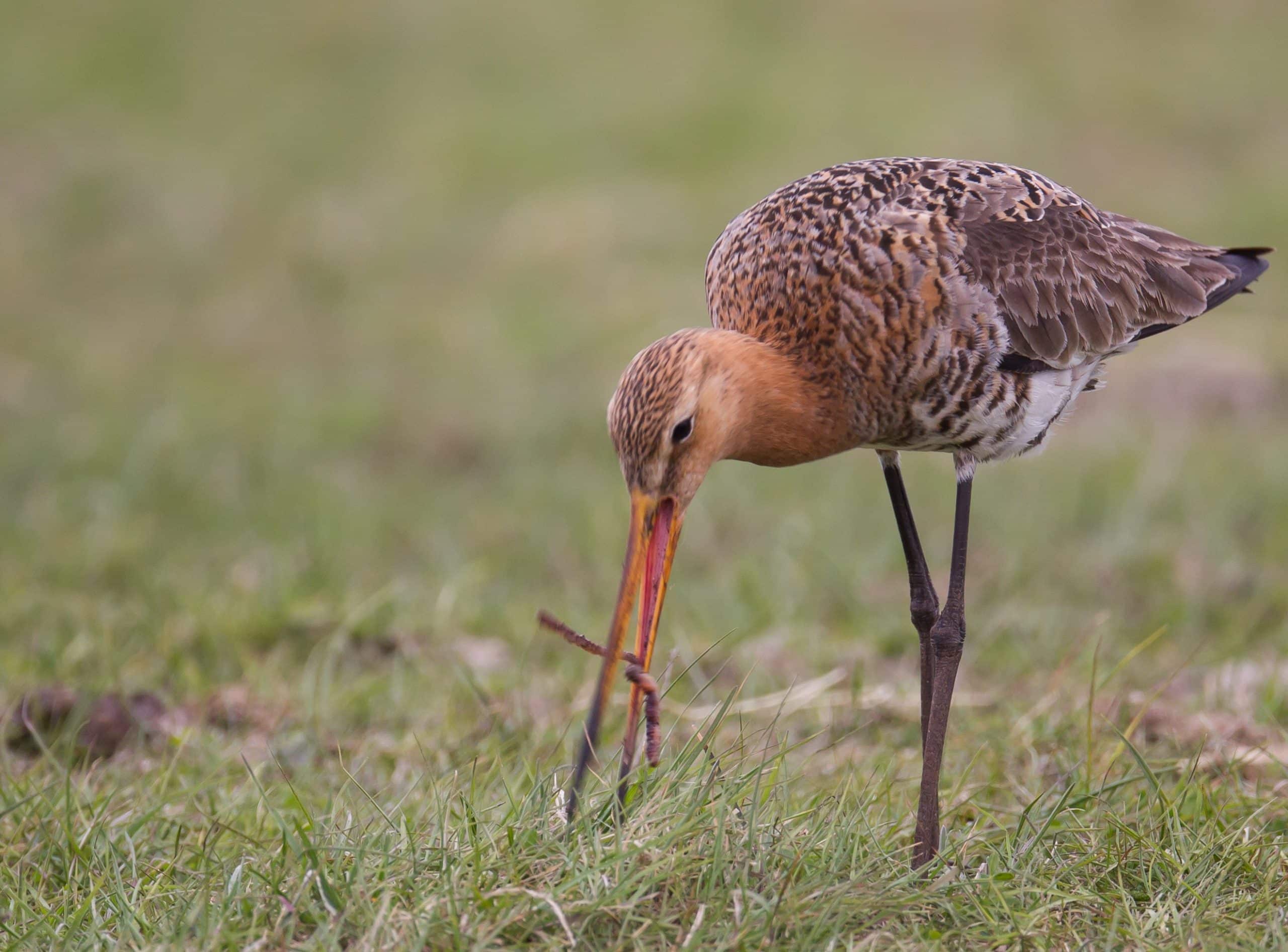 limicoles_dgest_fnc_20220013-scaled (1)