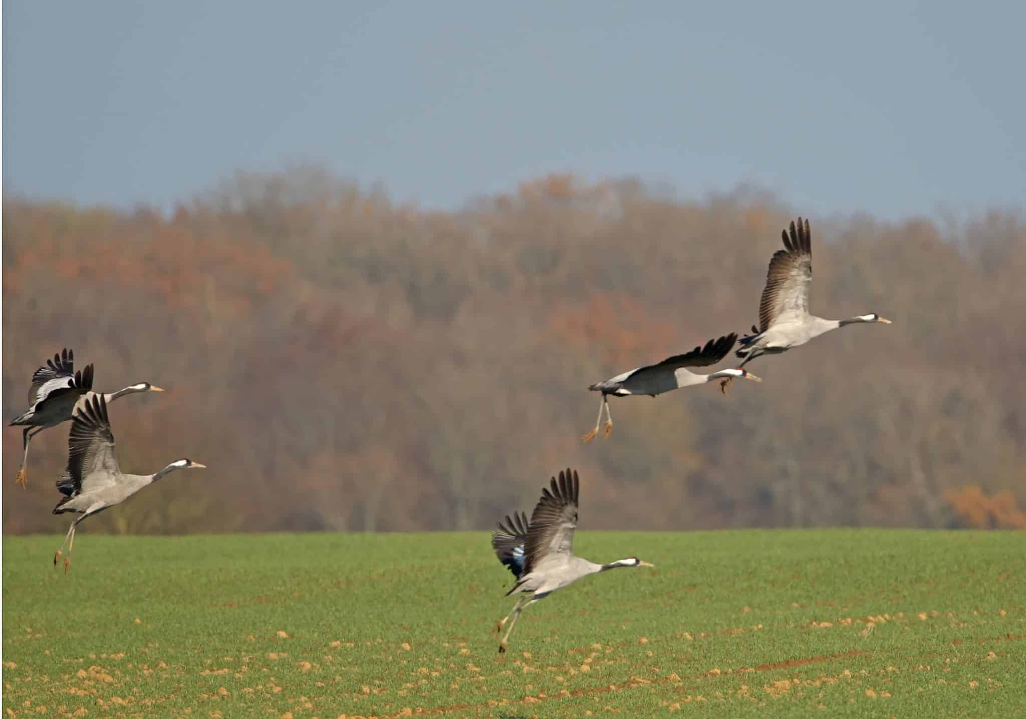 autresoiseaux2019_dgestim_fnc_7_-2048x1434