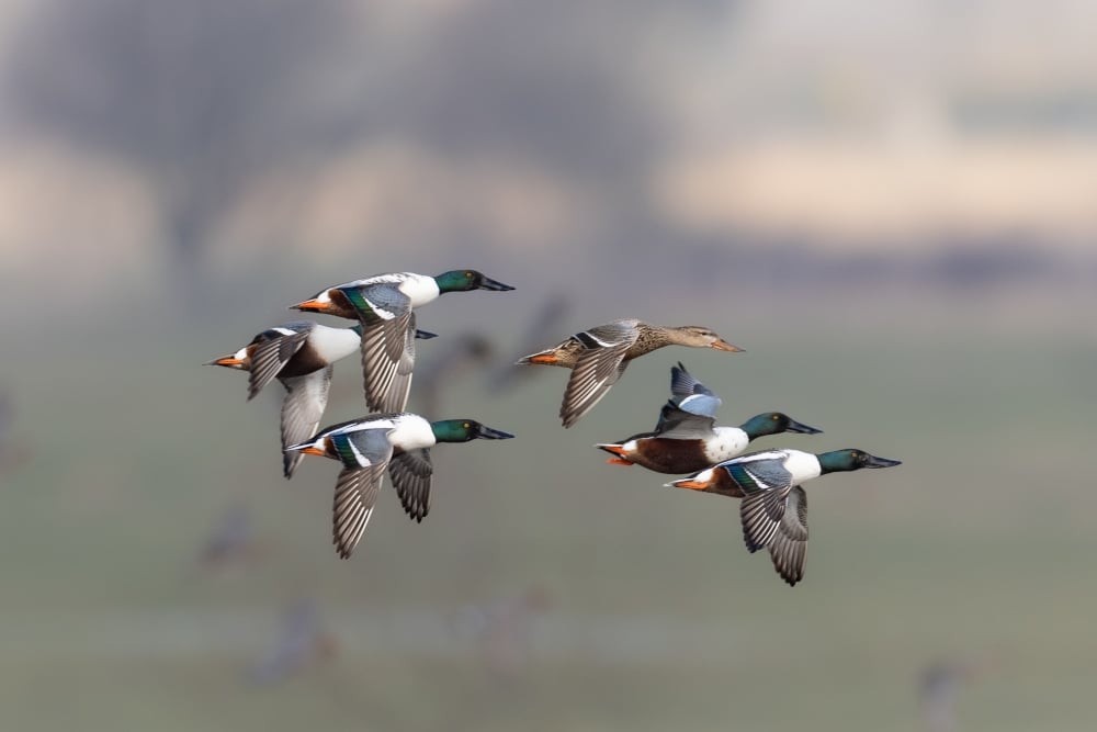 anatides_DGest_fnc20230076