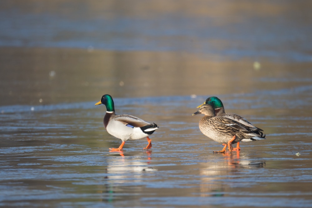 anatides_dgest_fnc_201900035