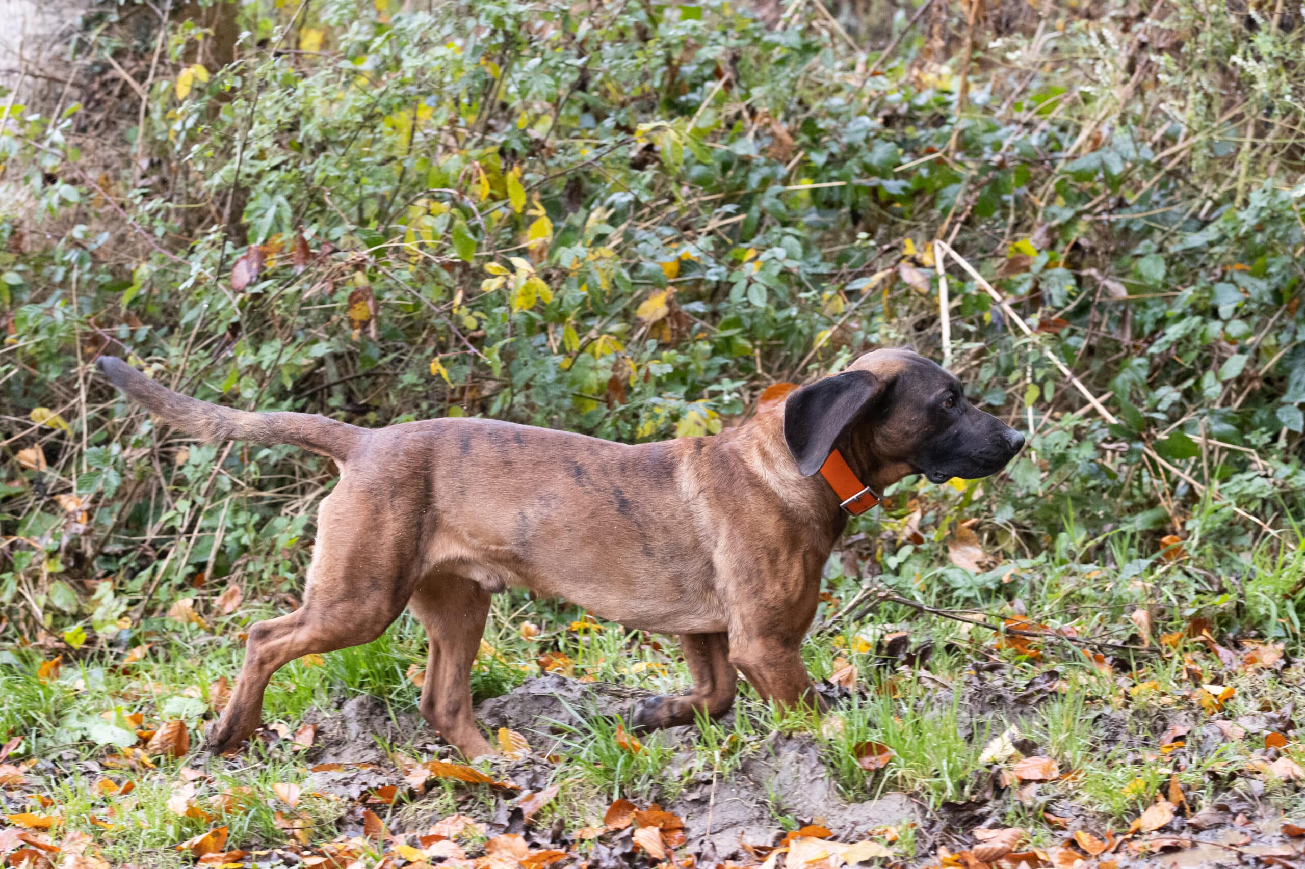 mamm-chien_dgest_fnc20240009