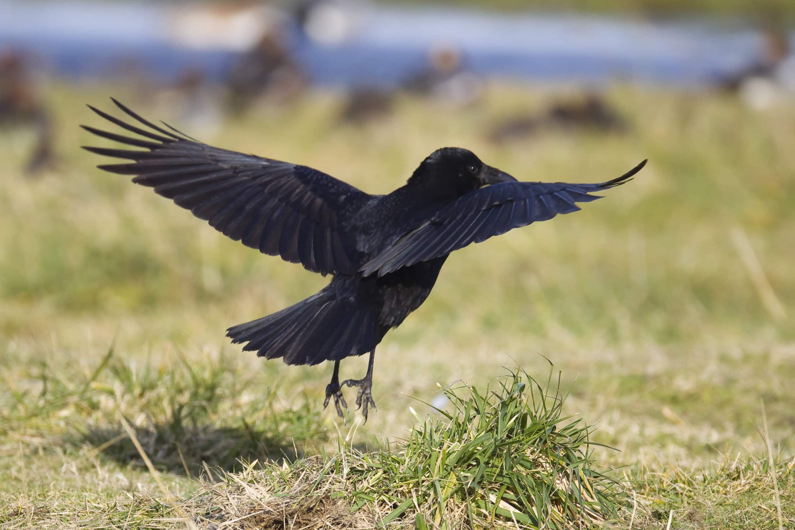Corbeau _oiseaux_corvides_fnc2013_6_