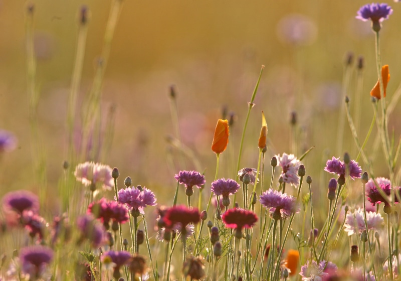 flore-dgest-fnc2025 (27)