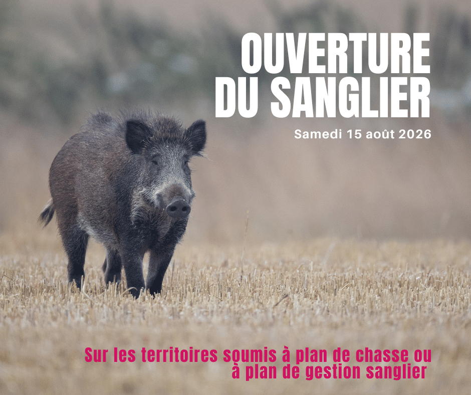 Ouverture du sanglier (1)