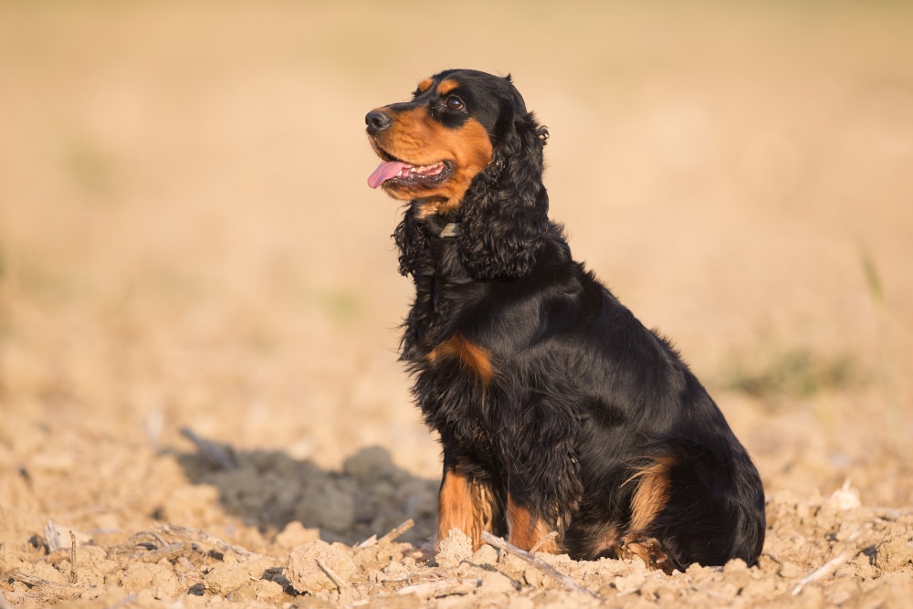 chien_dgest_fnc_202200206